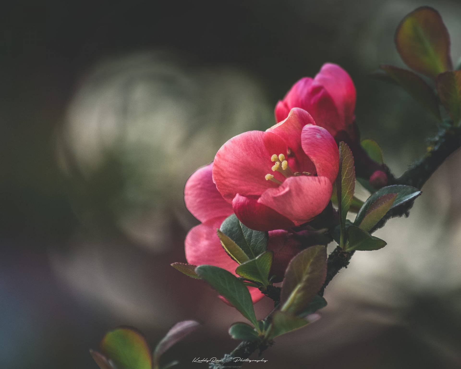 Japanische Zierquitte (Chaenomeles japonica)