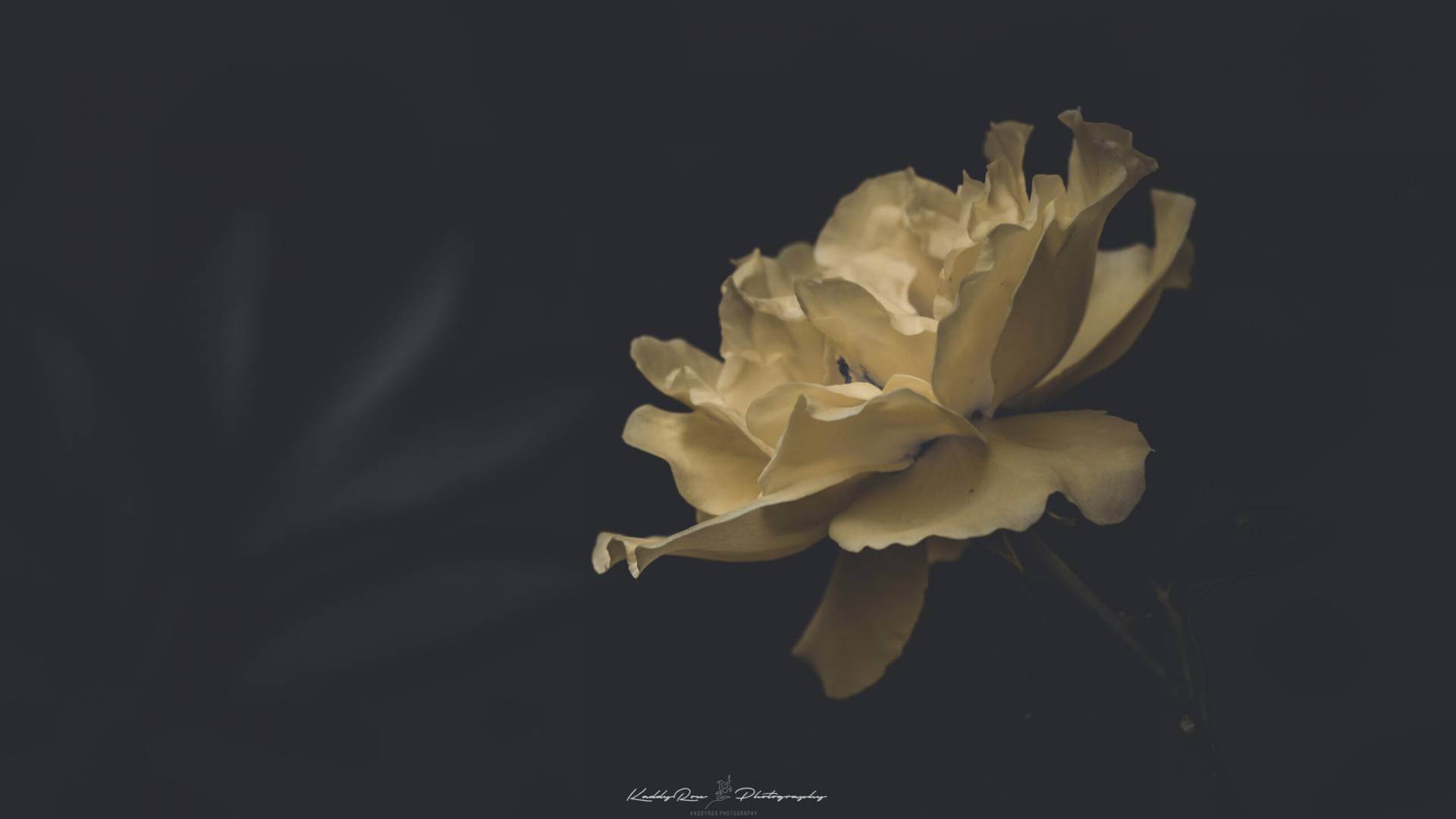 Gelbe Rose (Strauchrose)