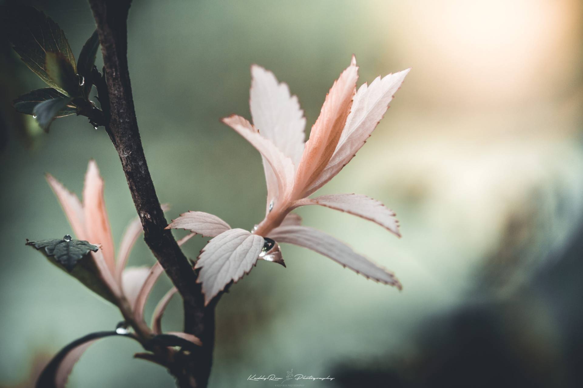 Nahaufnahme eines Zweigs des Japanischer Spierstrauchs (Spiraea japonica) mit rosa-weißem Neuaustrieb und Wassertropfen auf den Blättern, vor weichem grün-gelbem Hintergrund.