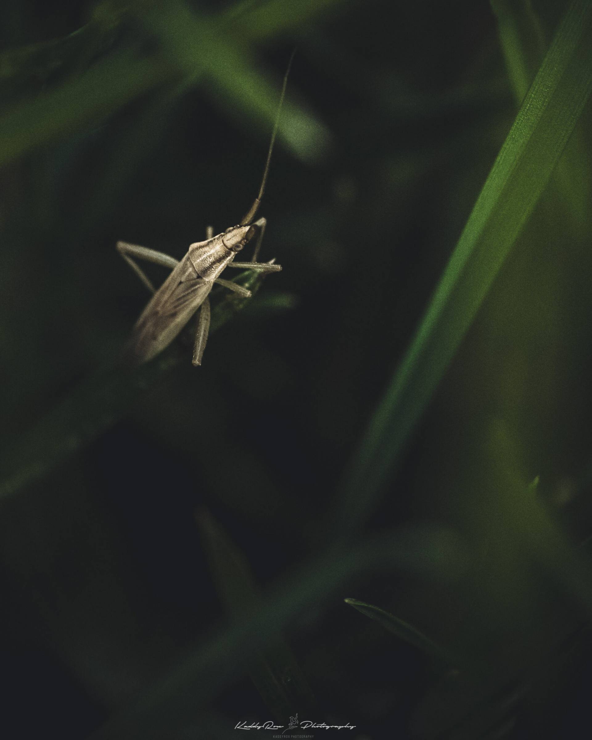 Makrofoto einer strohfarbenen Graswanze mit langen Fühlern auf einem Grashalm, umgeben von unscharfem dunklem Hintergrund.